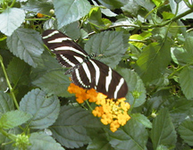 Full-spread butterfly